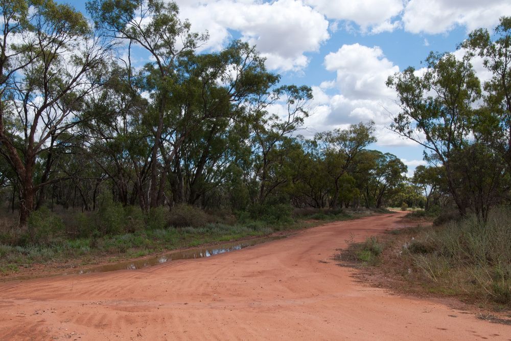 Scenic Road Lined with Trees on Both Sides — Surveyor In Condobolin, NSW