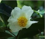 Diagram: Human figure in wheelchair, highlighting common pressure ulcer locations (elbows, scapula, sacrum, ischium, heels, ball of foot).