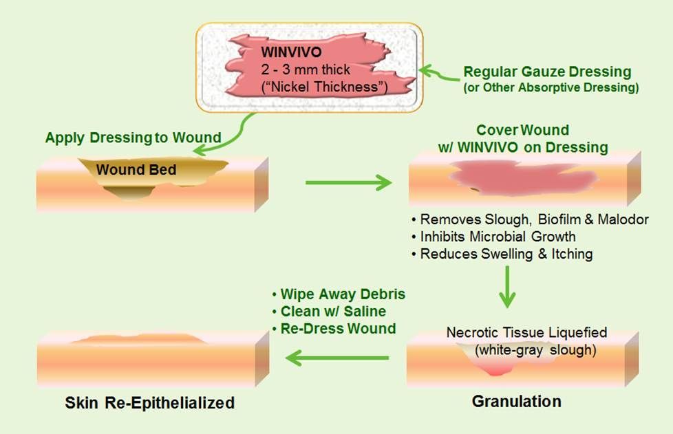 Diagram showing wound care process using WINVIVO dressing. Steps: dressing applied, covered with WINVIVO, granulation, re-epithelialization.
