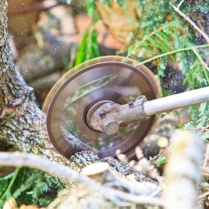 A circular saw blade attachment on a string trimmer cutting through a small tree branch in a brushy, outdoor setting.
