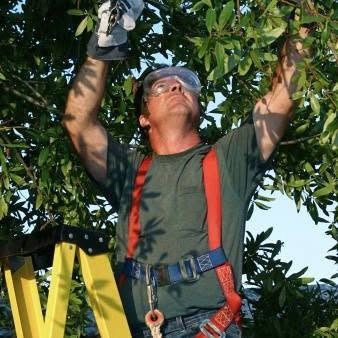 A person wearing safety glasses and a harness stands on a yellow ladder, reaching up to prune a tree.
