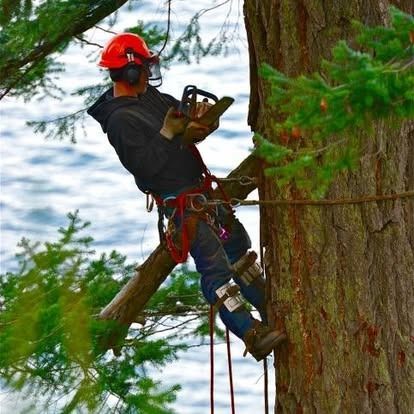 A tree worker wearing safety gear and a red hard hat cuts a branch while suspended by ropes against a water background.