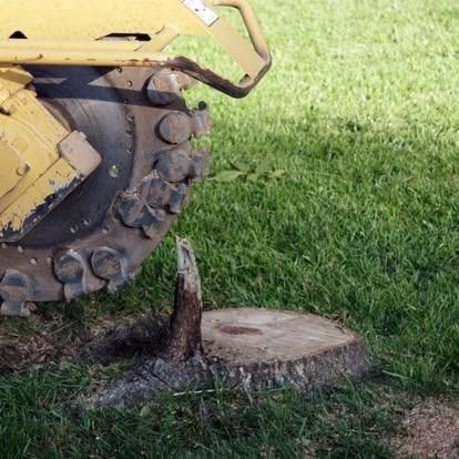 A yellow stump grinder sits on grass, positioned next to a partially cut tree stump.