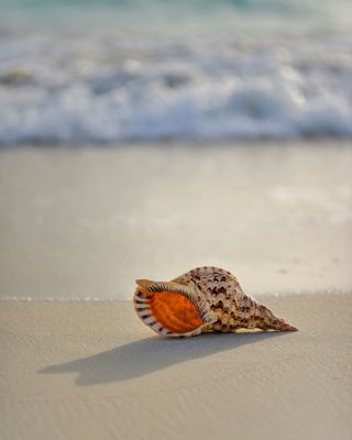 A sea shell is sitting on the beach near the ocean.