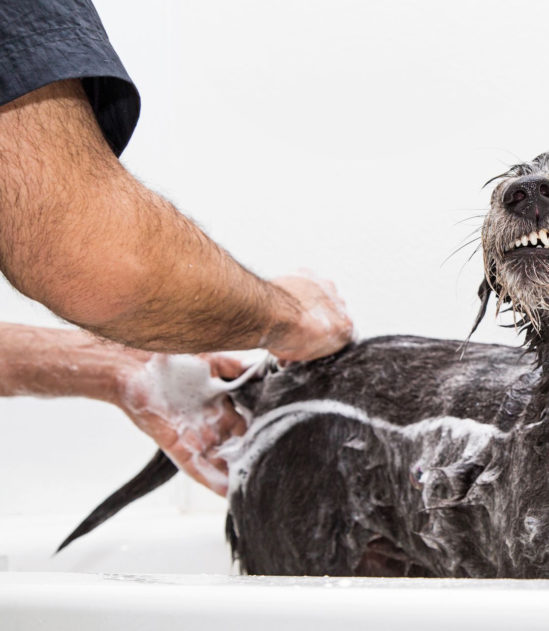 A man is washing a dog in a bathtub
