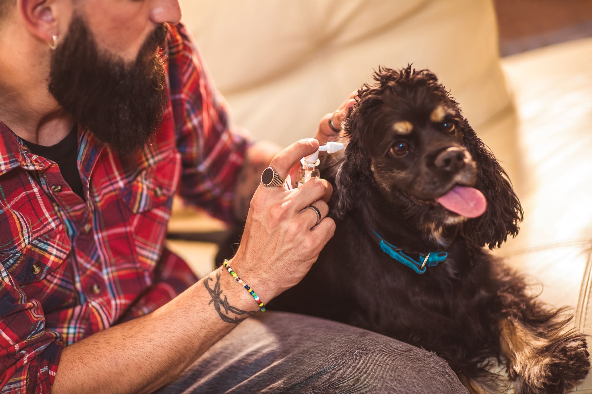 A man is cleaning a dog 's ear with a syringe while sitting on a couch.