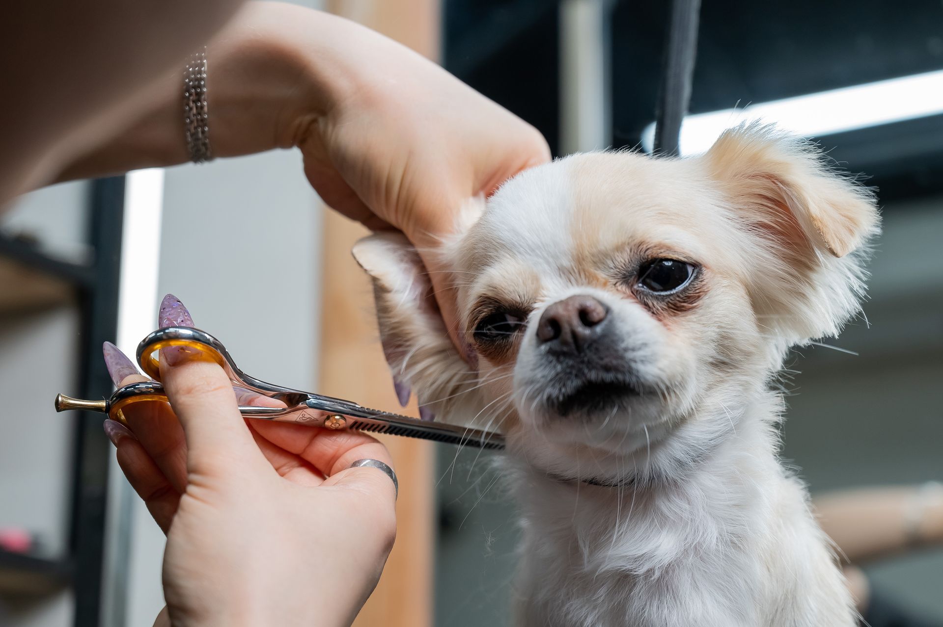 A woman is cutting a small dog 's hair with scissors.