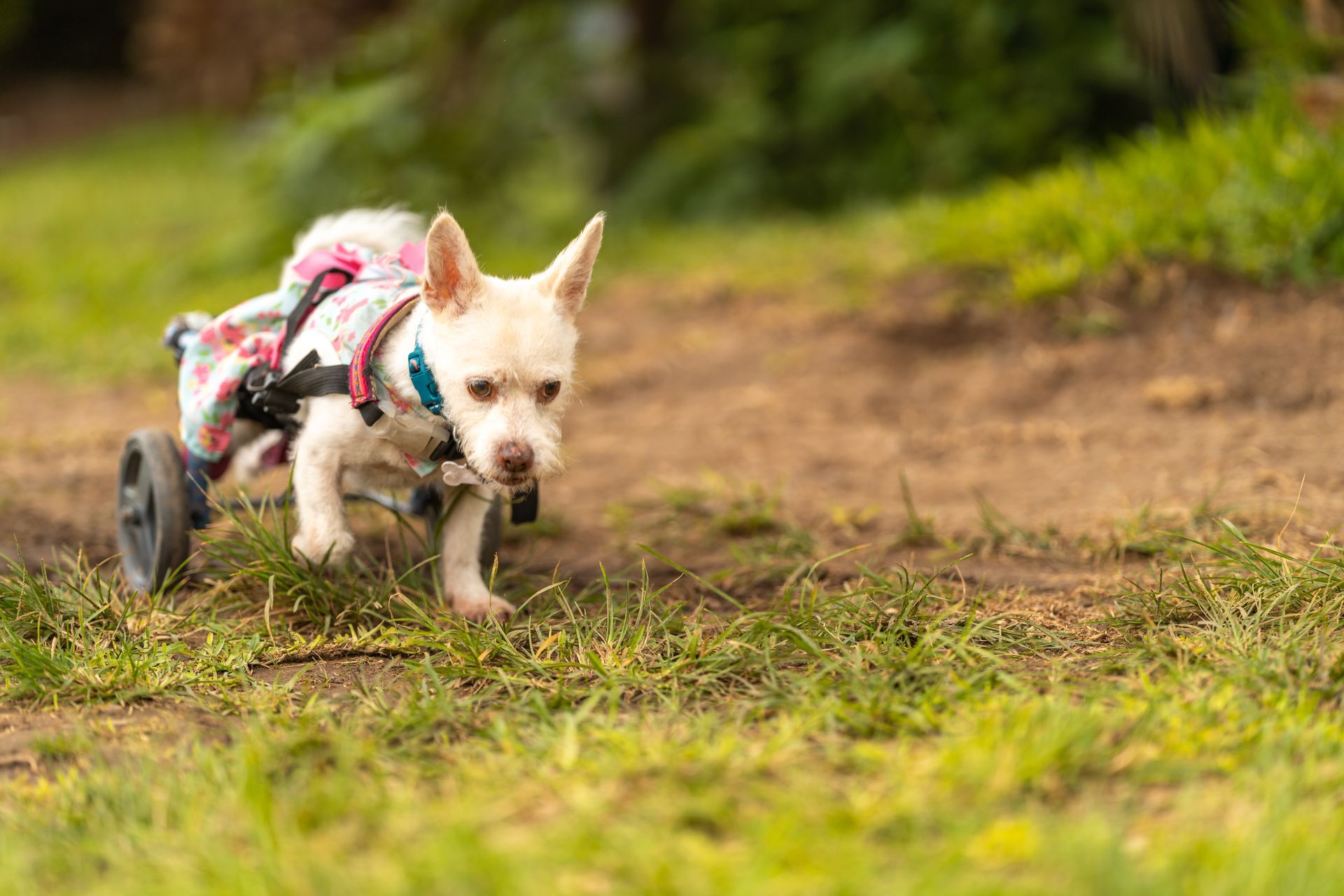 A small white dog in a wheelchair is walking on a dirt path.