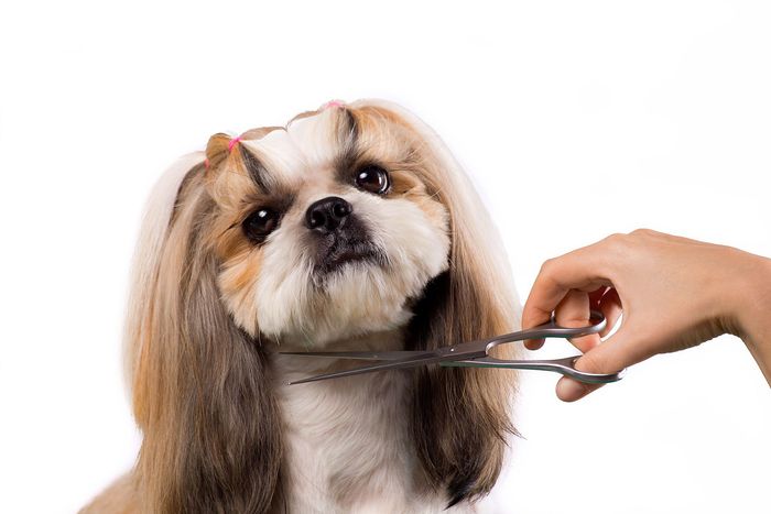 A shih tzu dog is being groomed by a person with scissors.