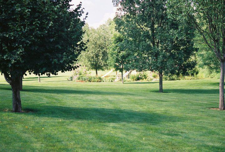 Grassy park with scattered green trees on a sunny day