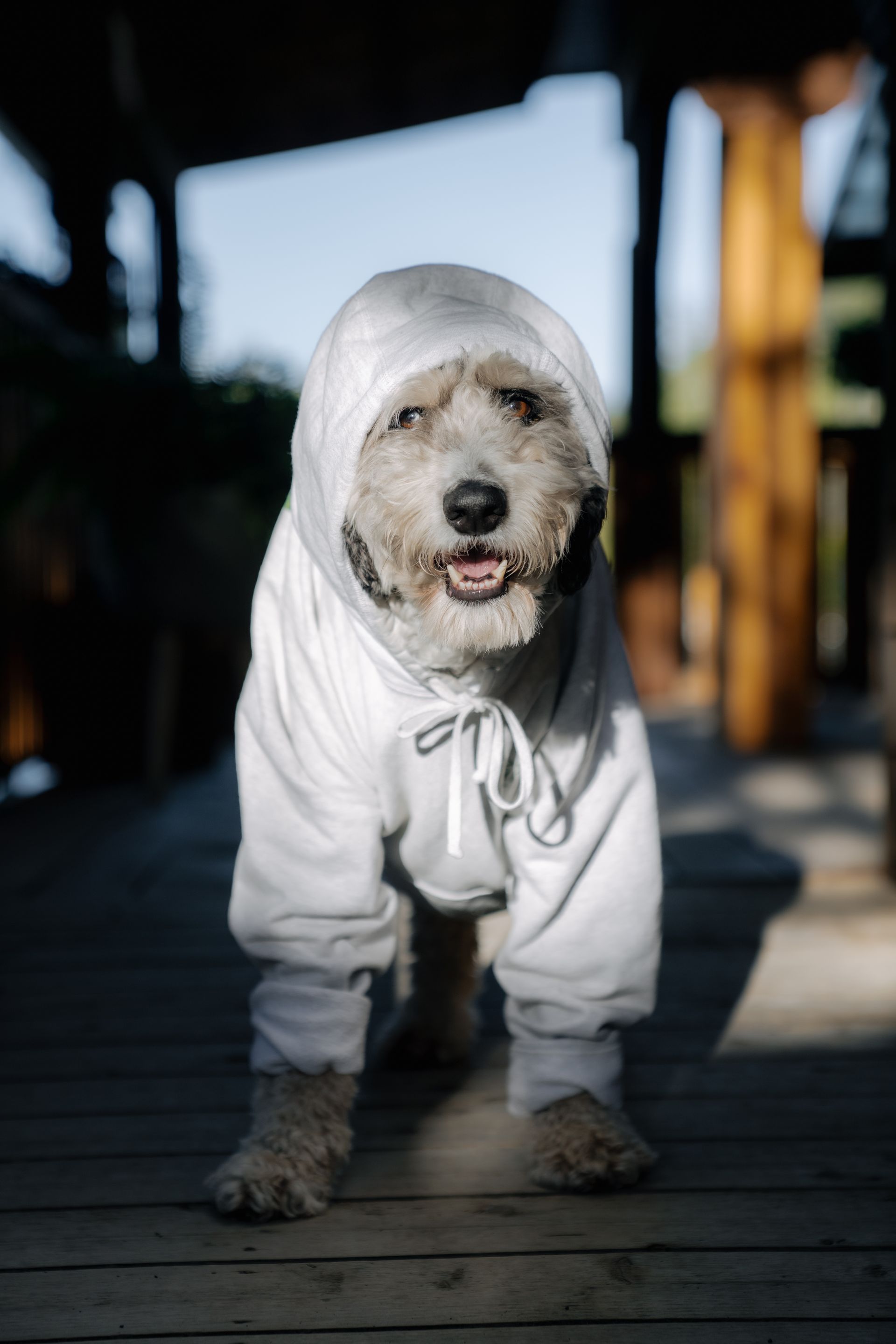 A scruffy dog in a white hoodie with the hood pulled up stands on a wooden deck, looking toward the camera.