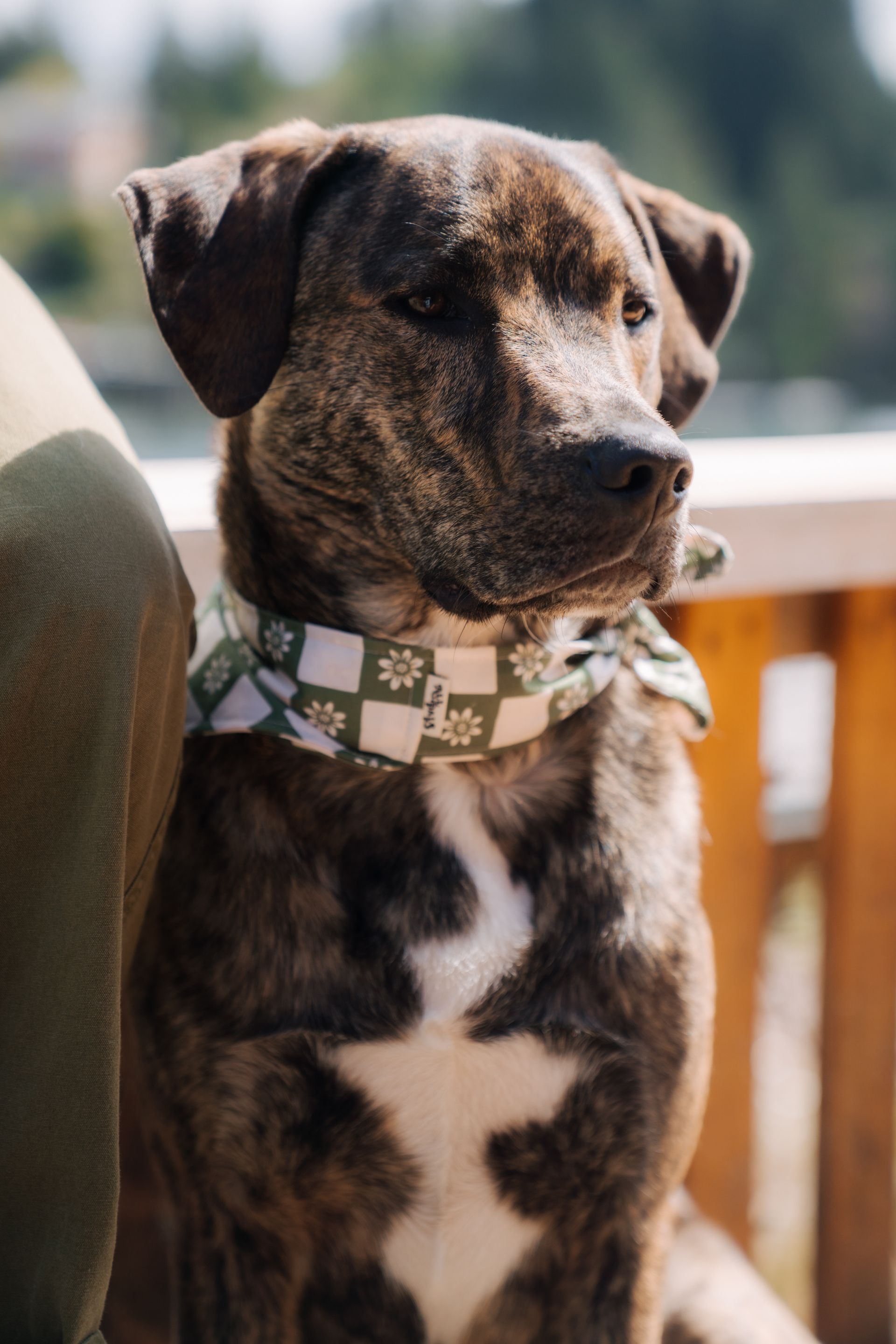 A brindle dog with a white chest patch wears a green and white checkered floral bandana while looking to the side.