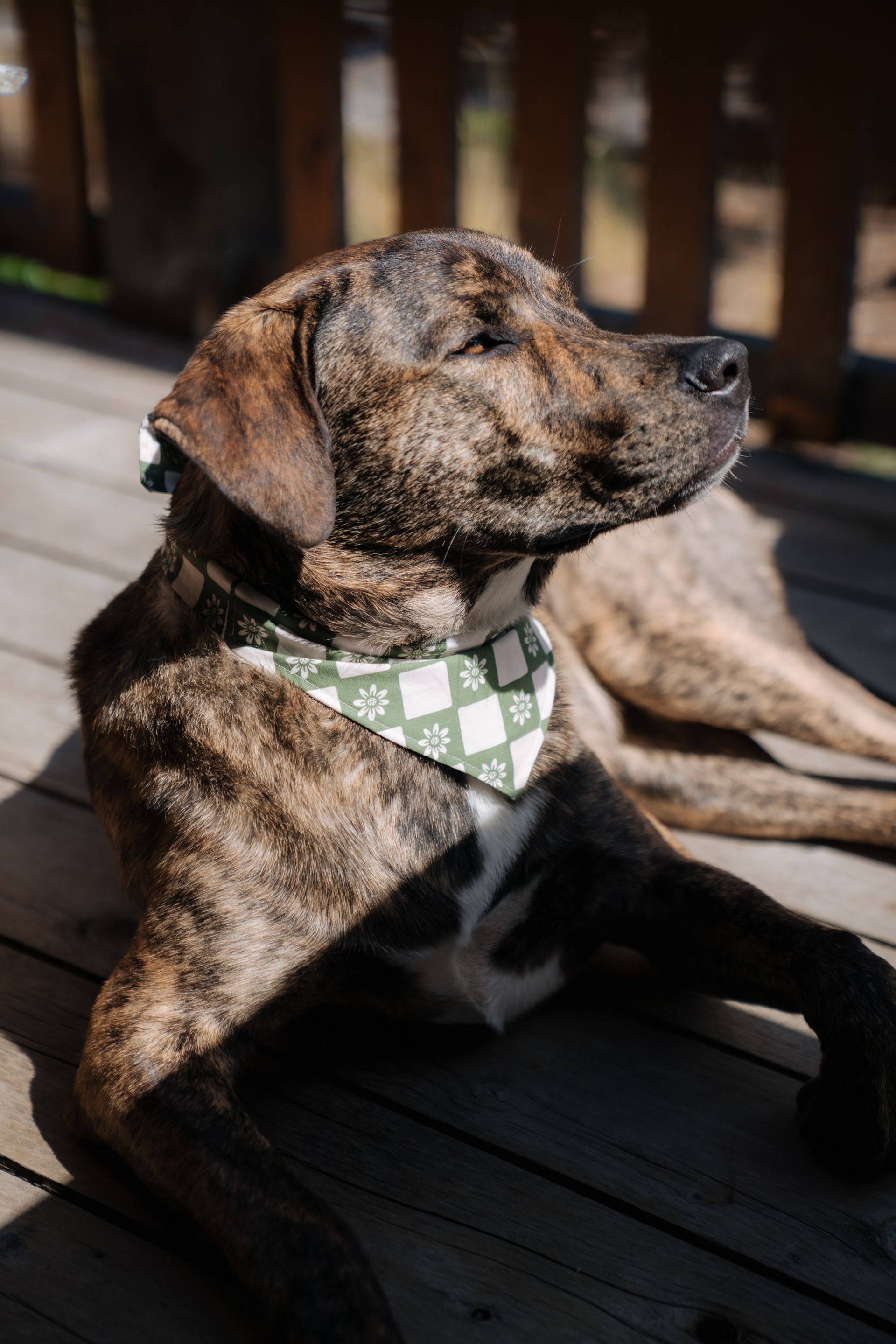 A brindle dog with a green and white patterned bandana lies on a wooden deck, looking to the side in sunlight.