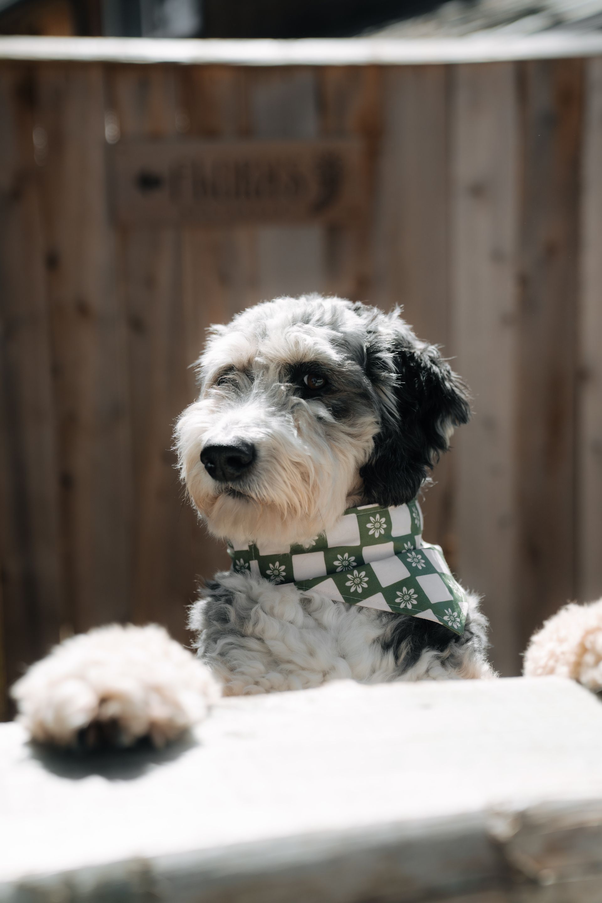 A black and white curly-haired dog wearing a green and white checkered bandana rests its paws on a ledge outdoors.