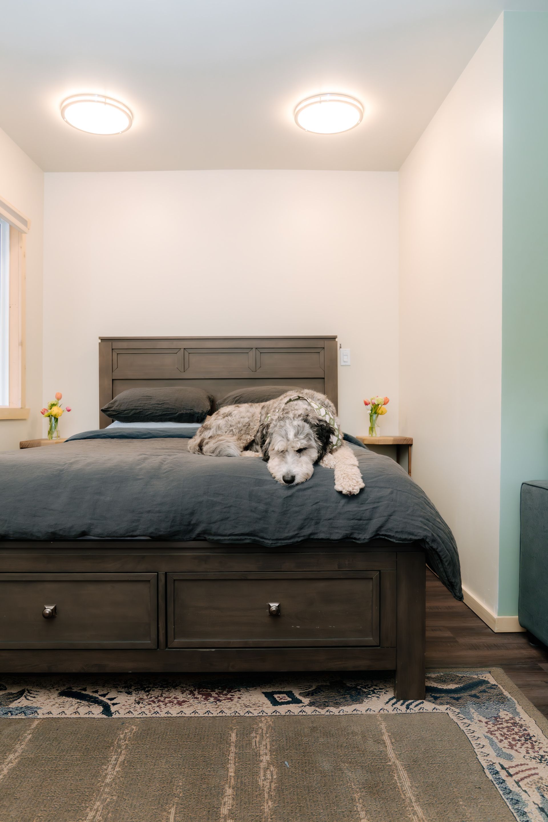 A gray shaggy dog rests on a dark wooden bed with gray bedding in a bright, modern bedroom.