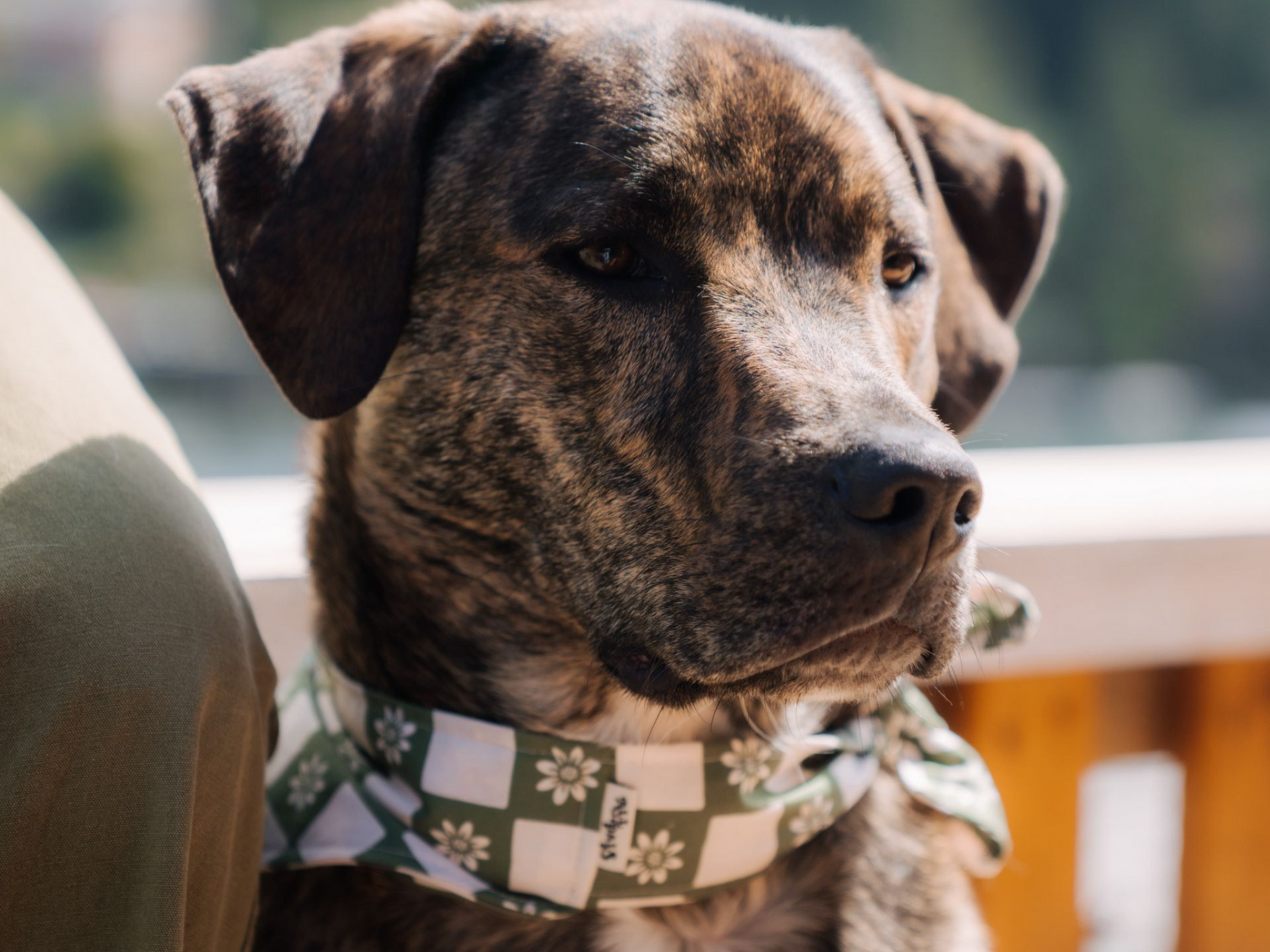A brindle dog with a thoughtful expression wears a white and sage green checkered floral bandana outdoors.