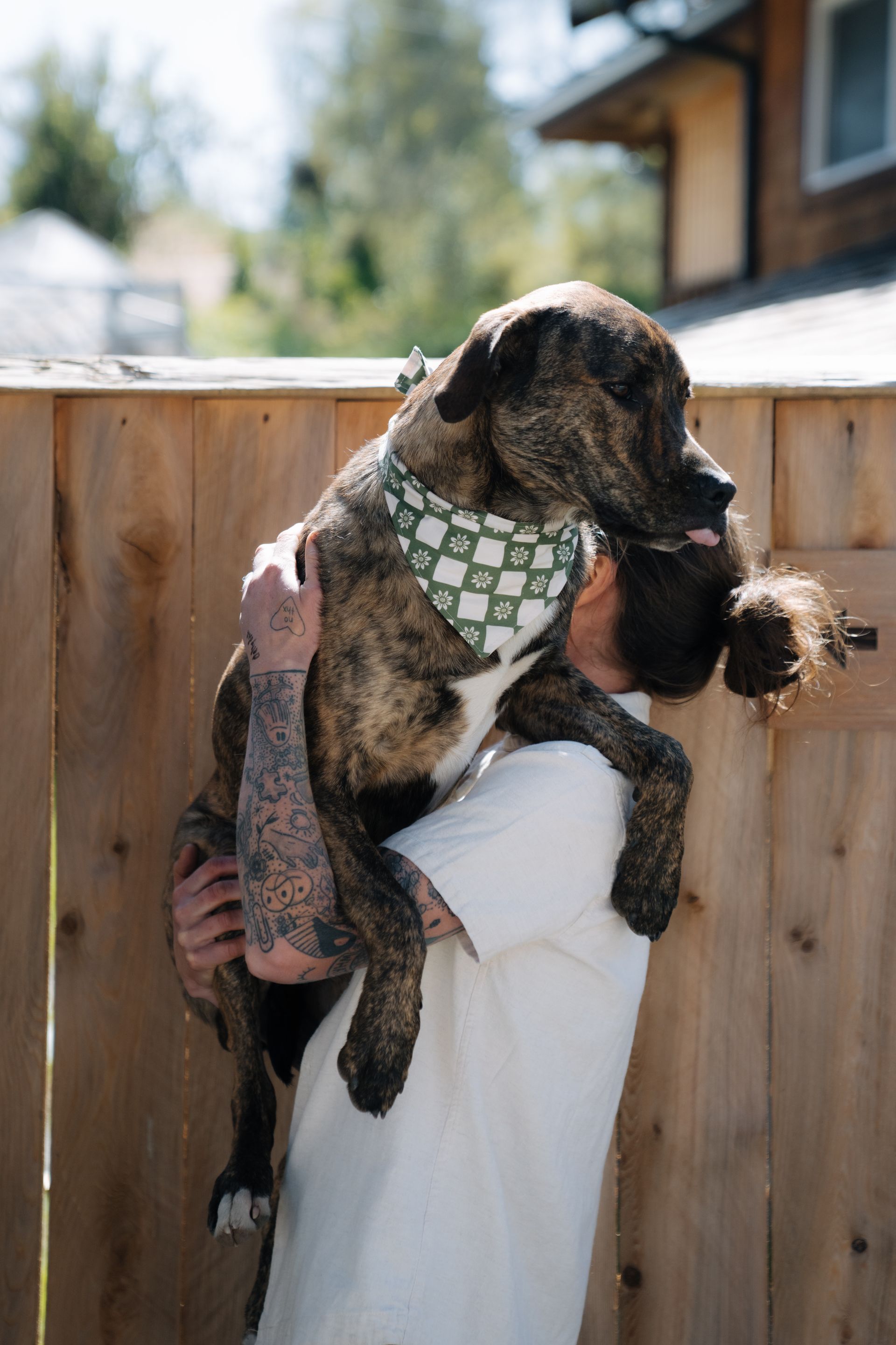 A person holding a large, brindle-patterned dog wearing a checkered bandana in front of a wooden fence.