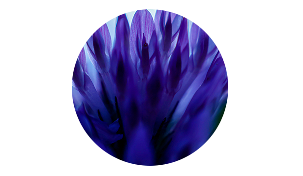 Bakuchiol Ingredient