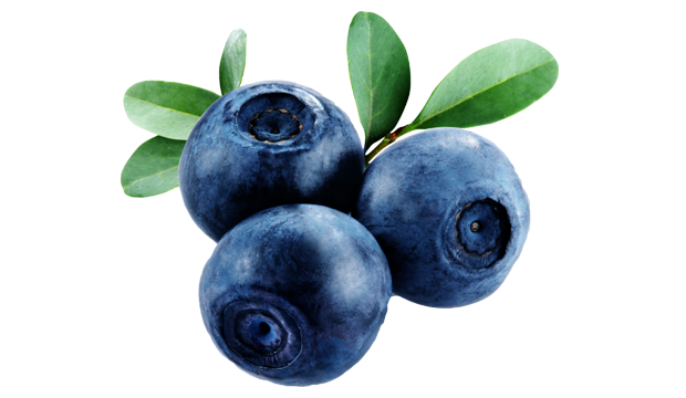 bilberry ingredient