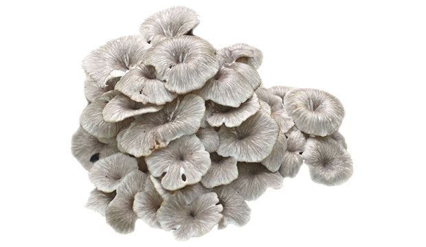 mushroom ingredient