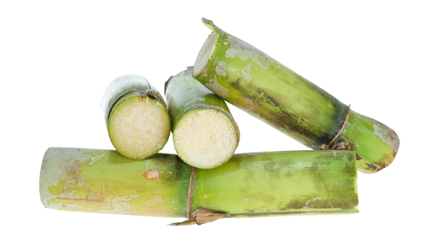 Sugar Cane Ingredient