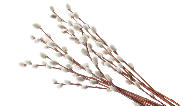 White Willow ingredient