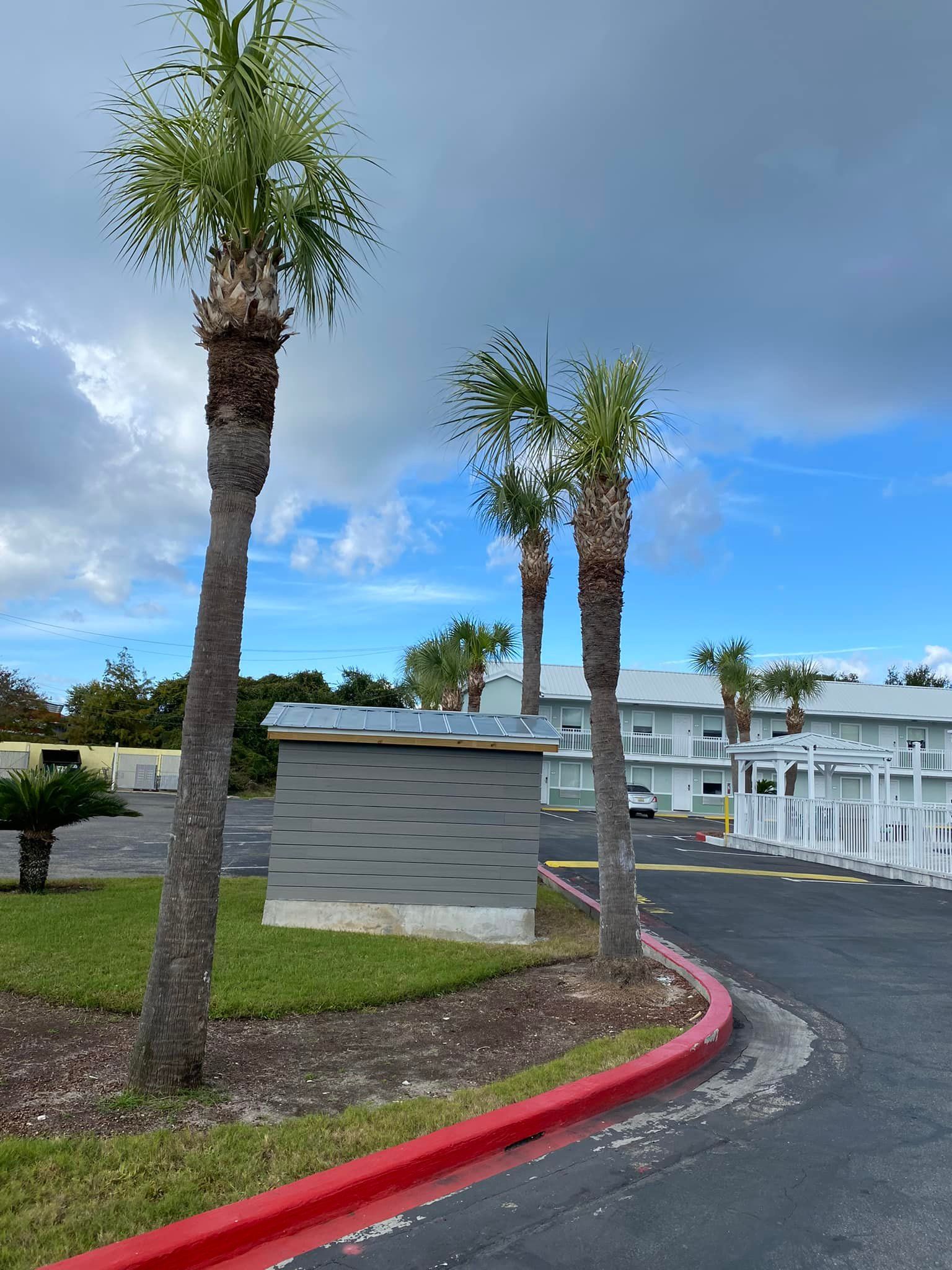 A parking lot with palm trees and a red curb.