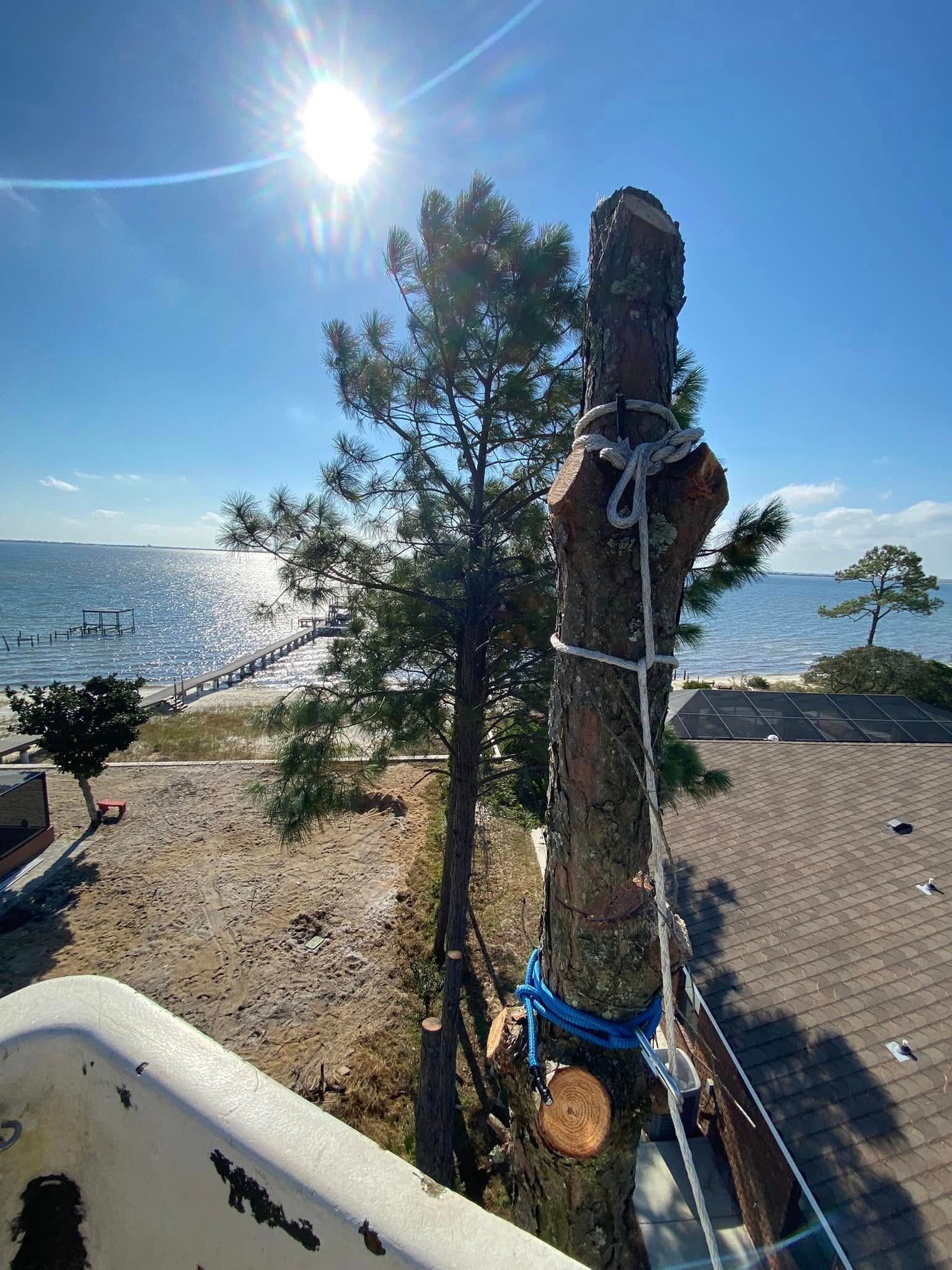 A tree trunk is tied to a pole with a rope.