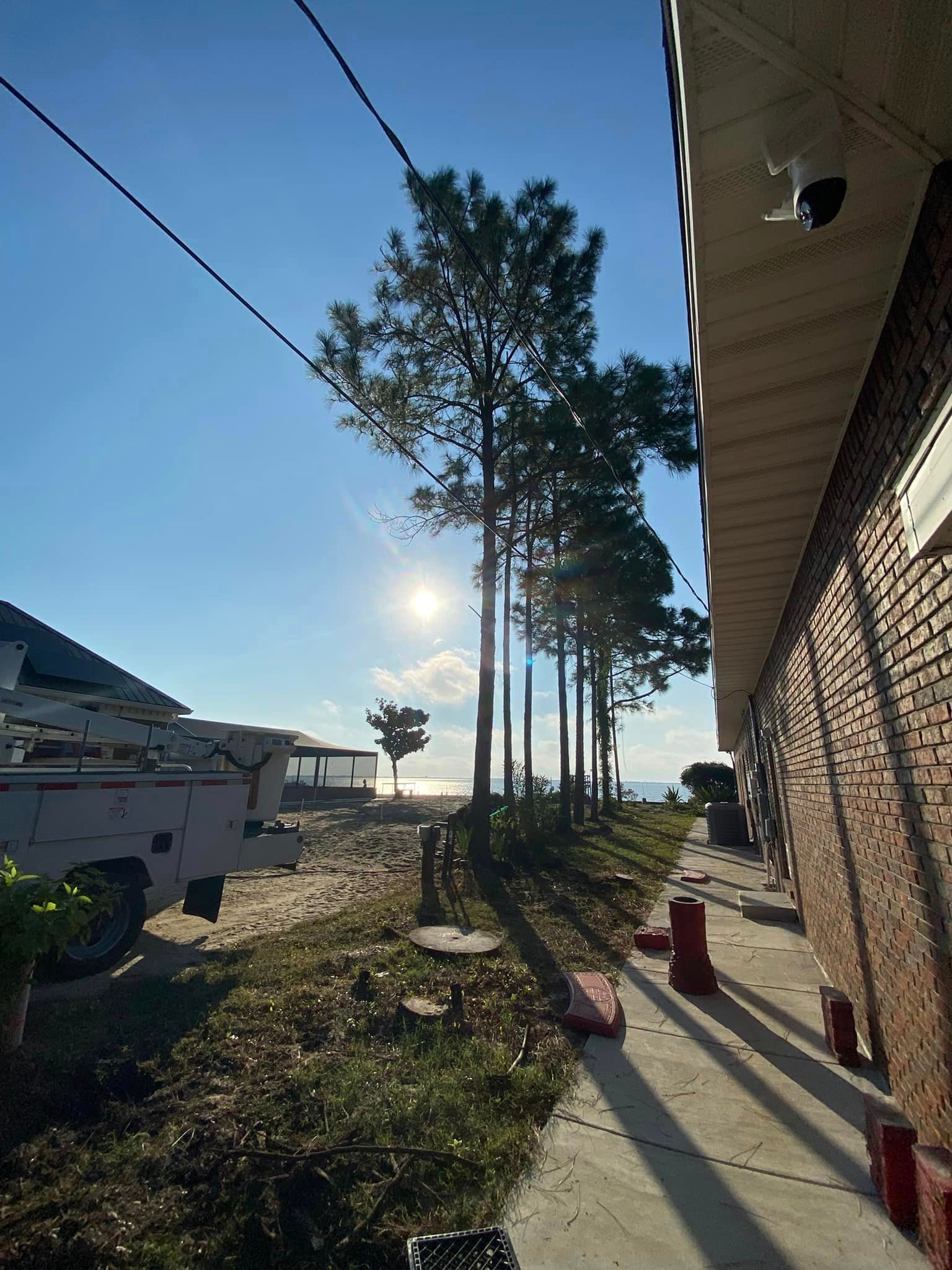 A row of trees next to a building with the sun shining through them.