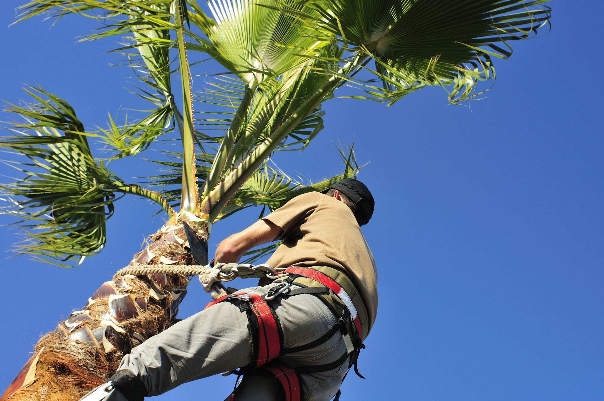 A man is climbing up a palm tree with a blue sky in the background.