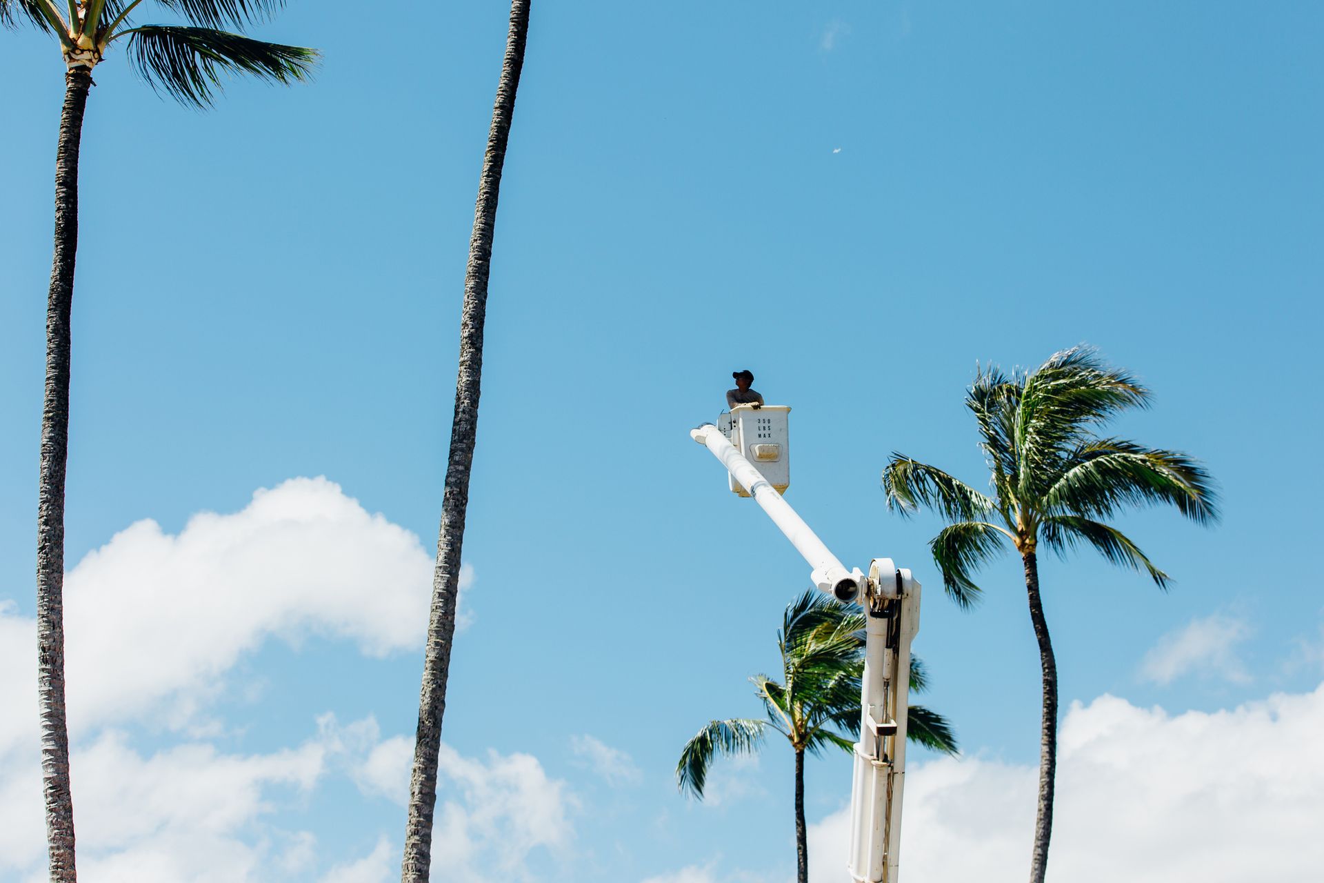 A man in a bucket is working on a palm tree.