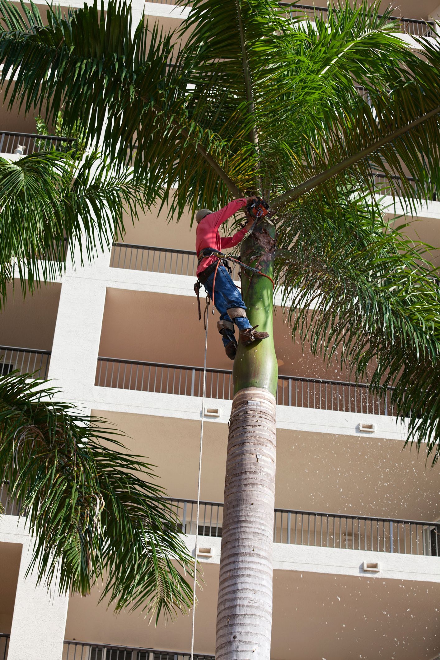 A man is climbing a palm tree in front of a building.