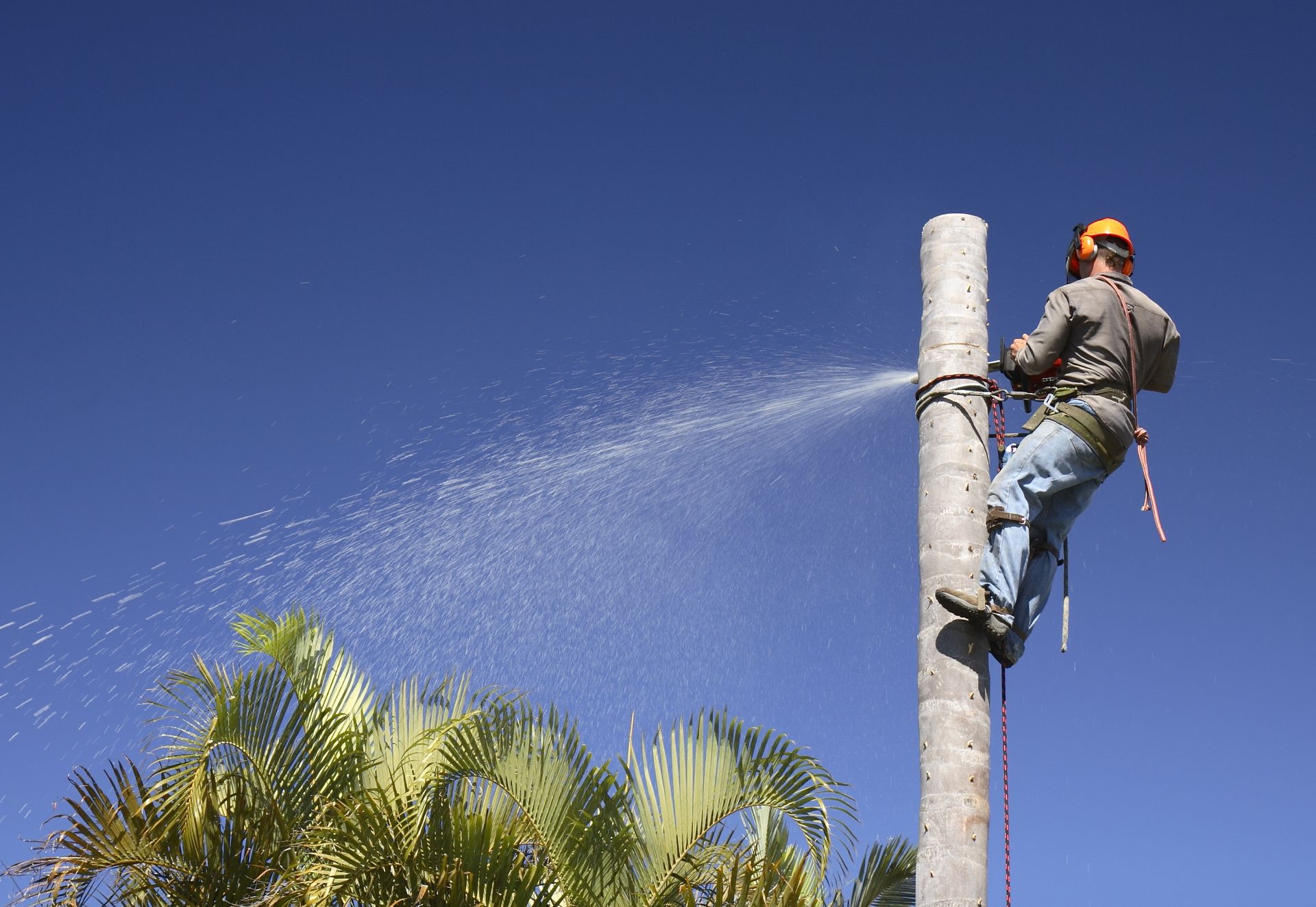 A man is cutting down a tree with a chainsaw