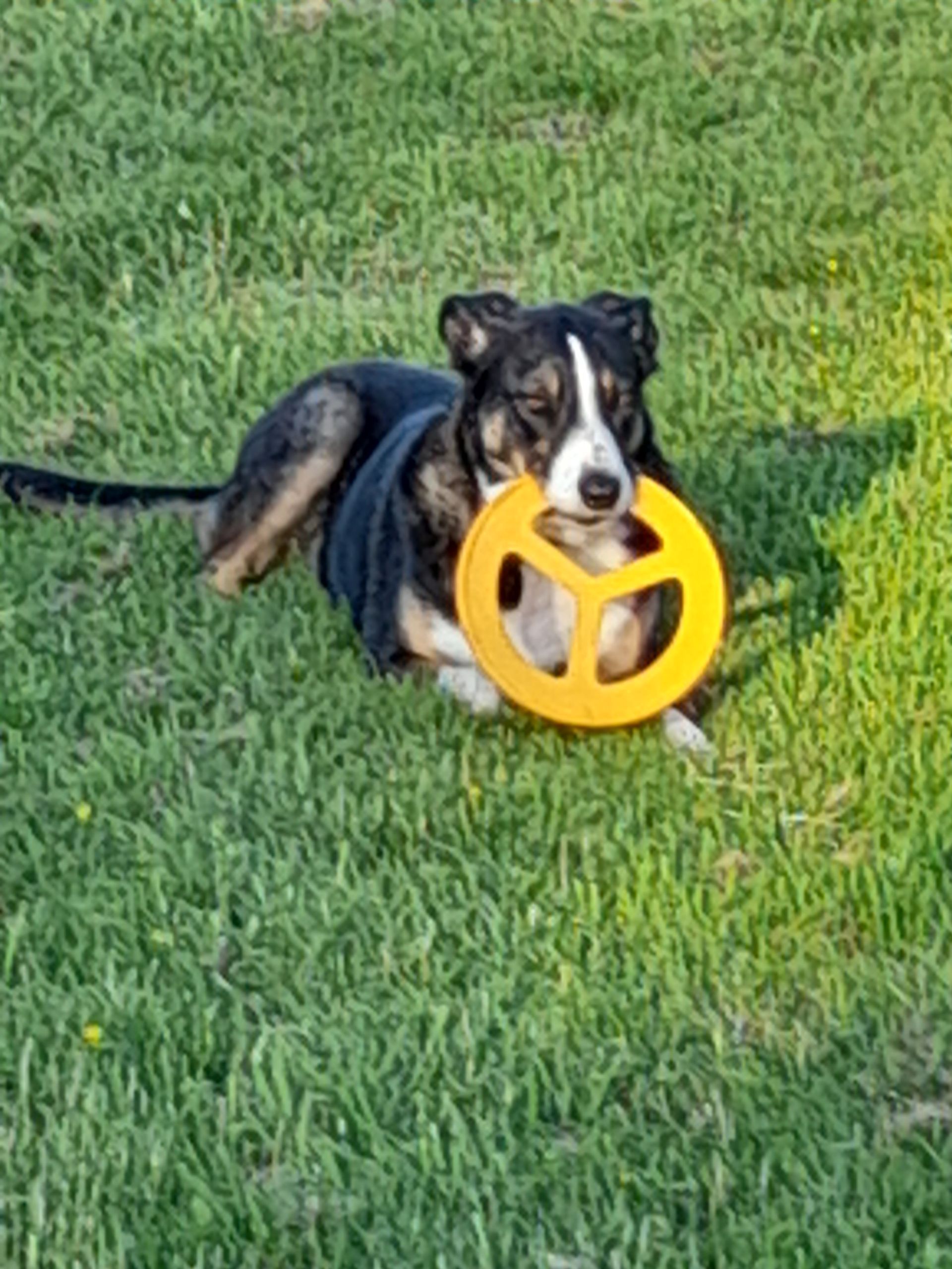 A dog is laying in the grass holding a frisbee.