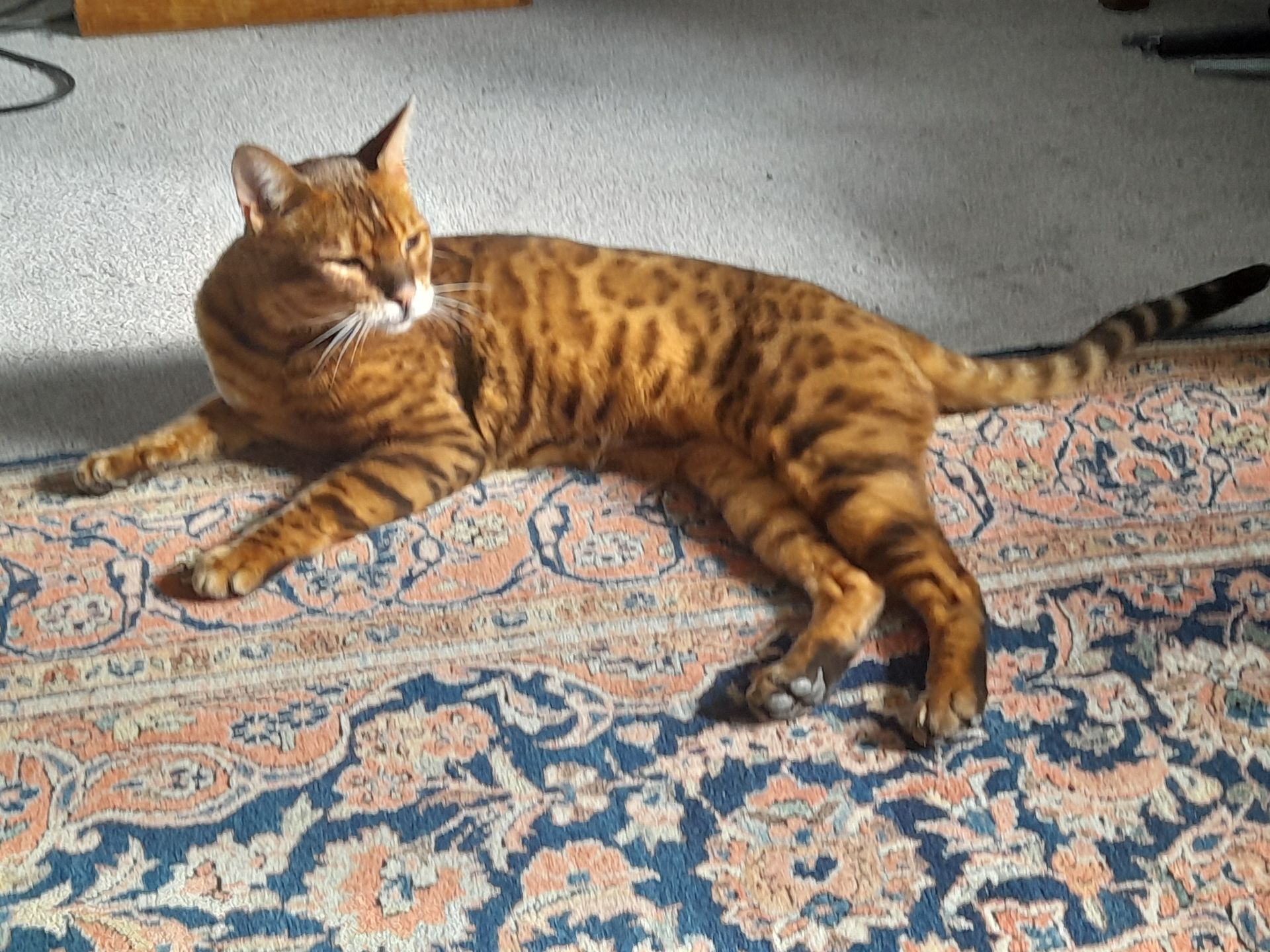 A cat is laying on a rug on the floor