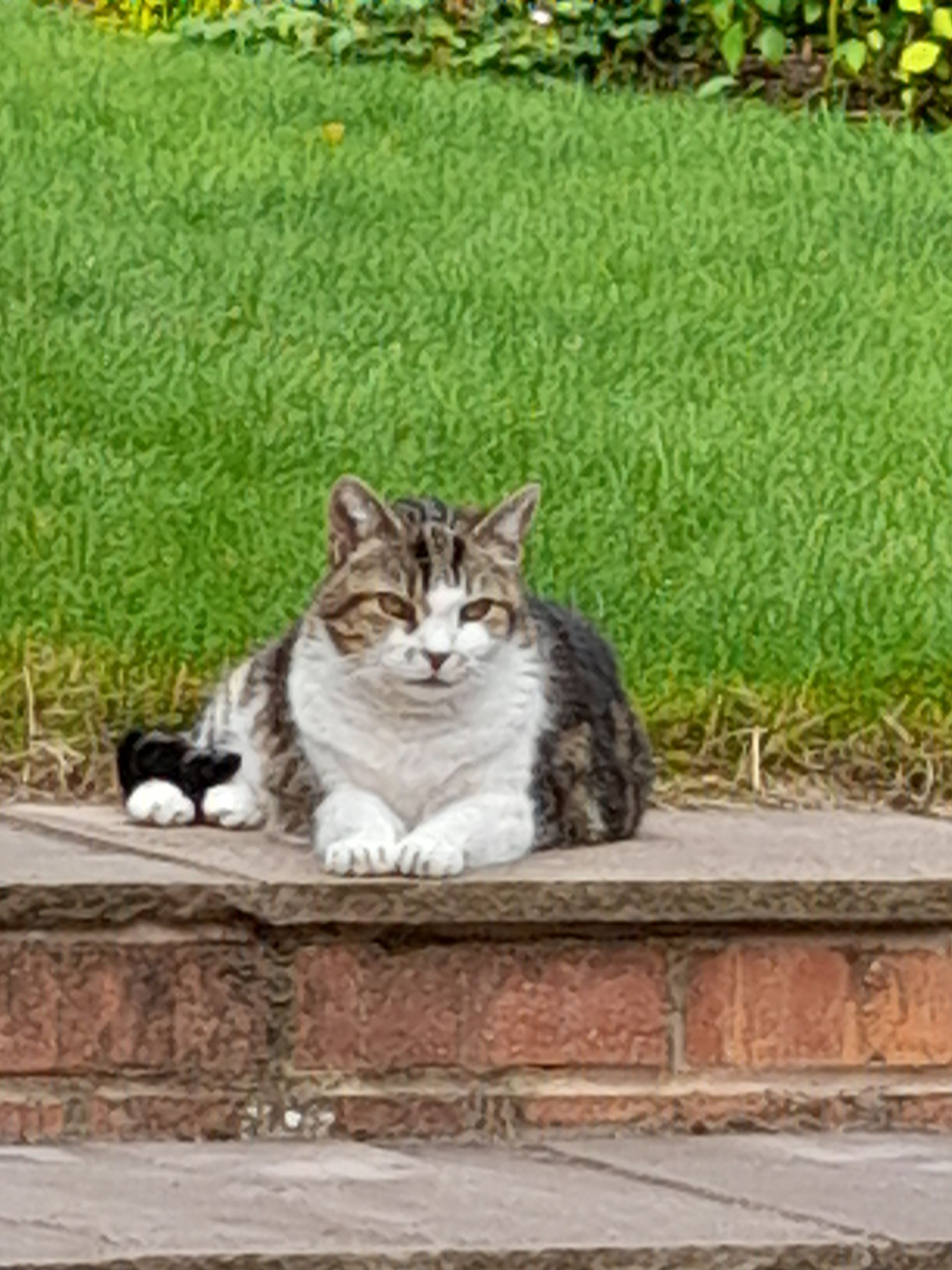 A cat is laying on a set of steps in front of a lush green field.