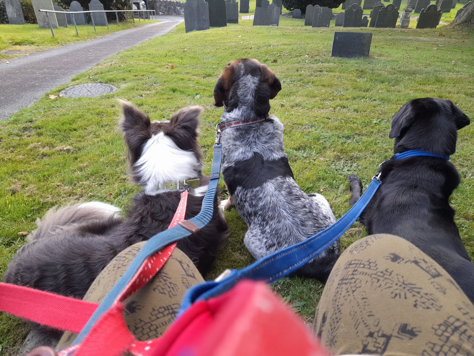 Three dogs on leashes looking at a cemetery