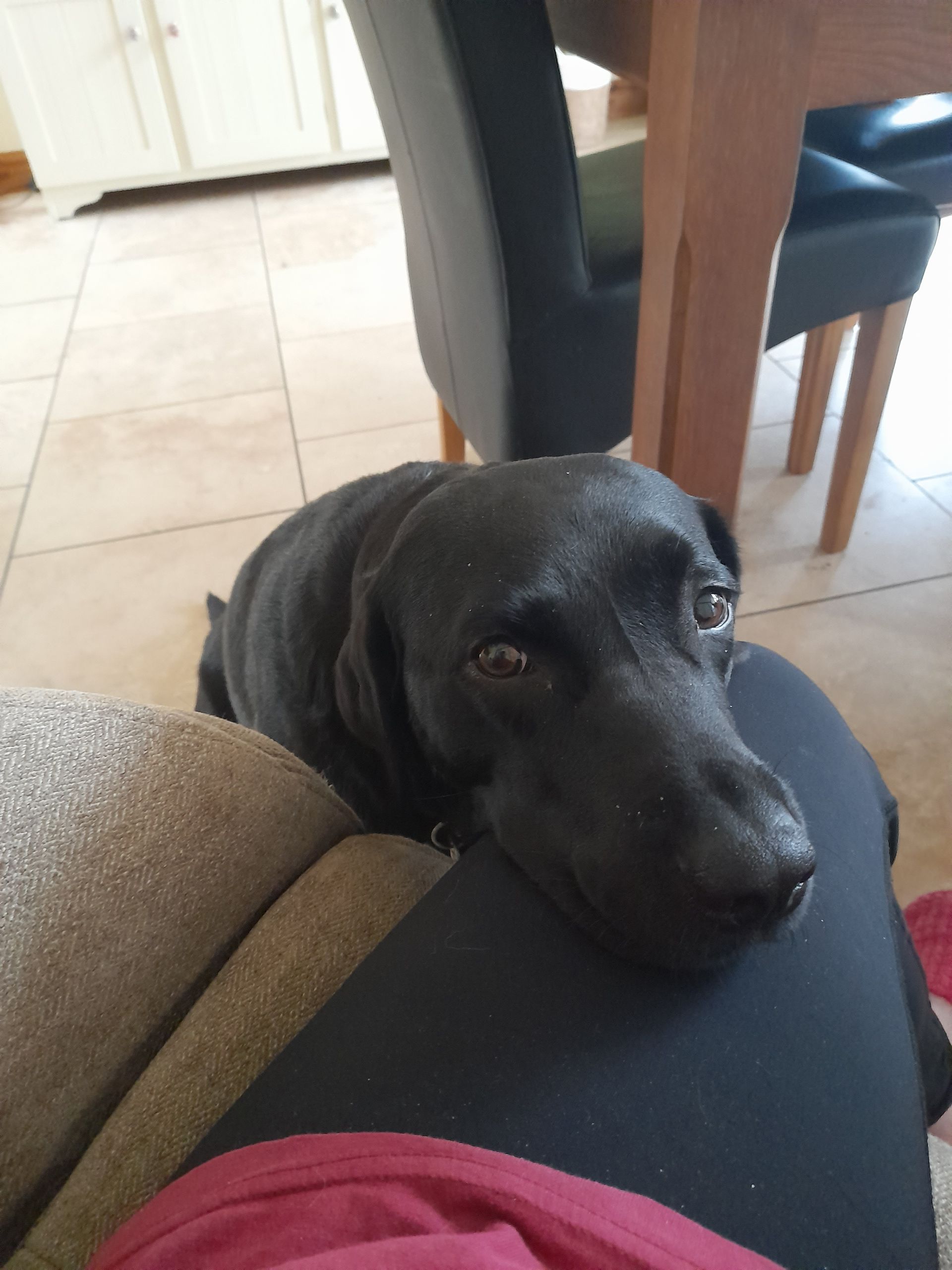 A black dog is laying on a person 's lap