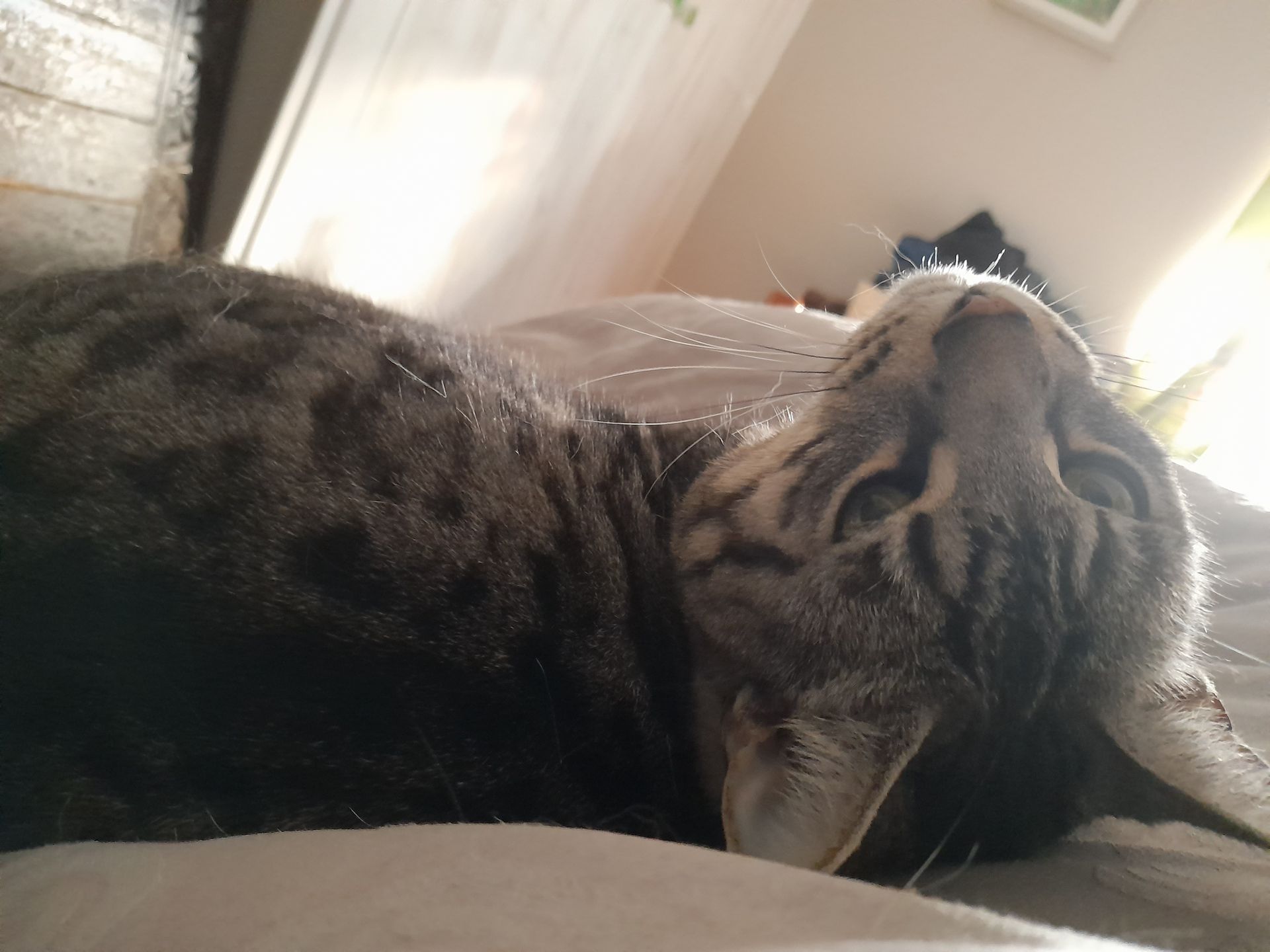 A close up of a cat laying on a bed