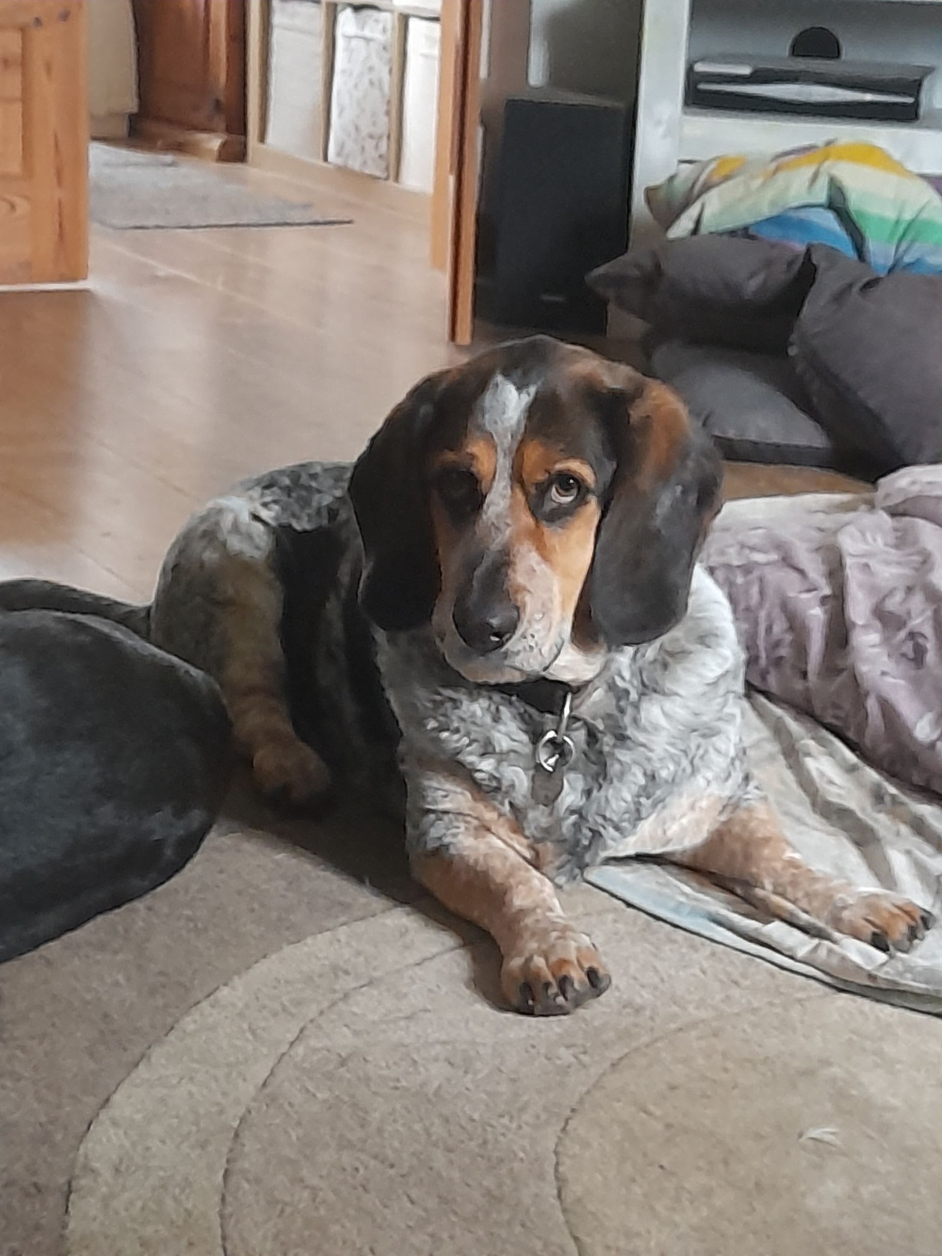 A brown and white dog is laying on the floor