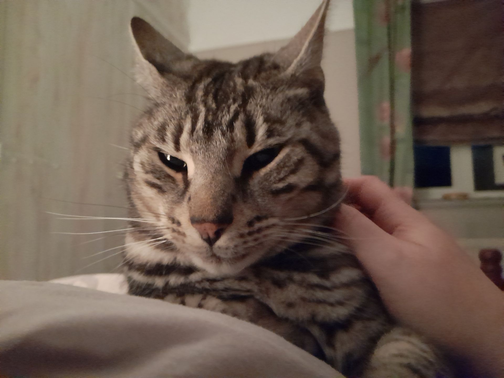 A person is petting a cat on a bed.