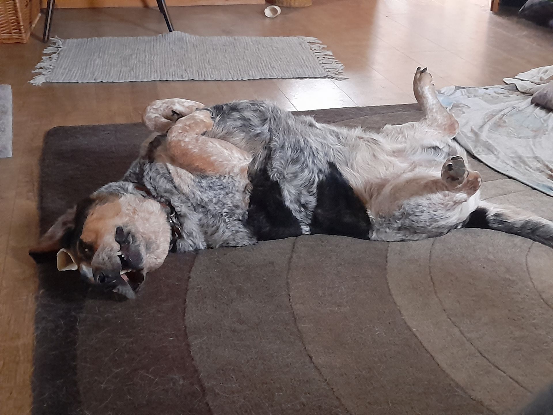 A dog is laying on its back on a rug in a living room.