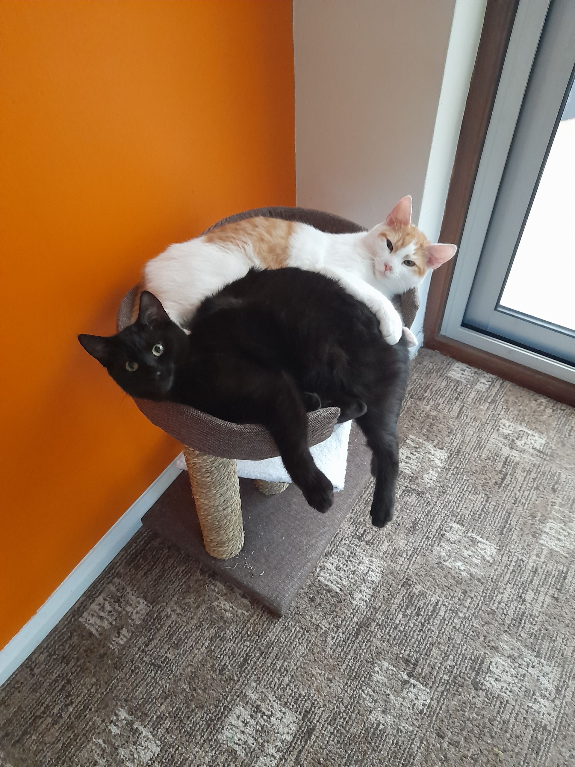 Two cats laying on top of each other on a cat tree