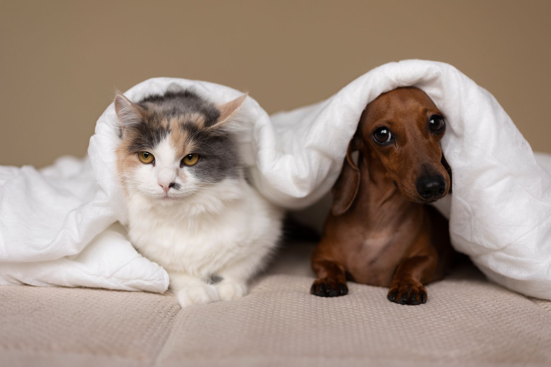 A cat and a dachshund are laying under a blanket on a couch.