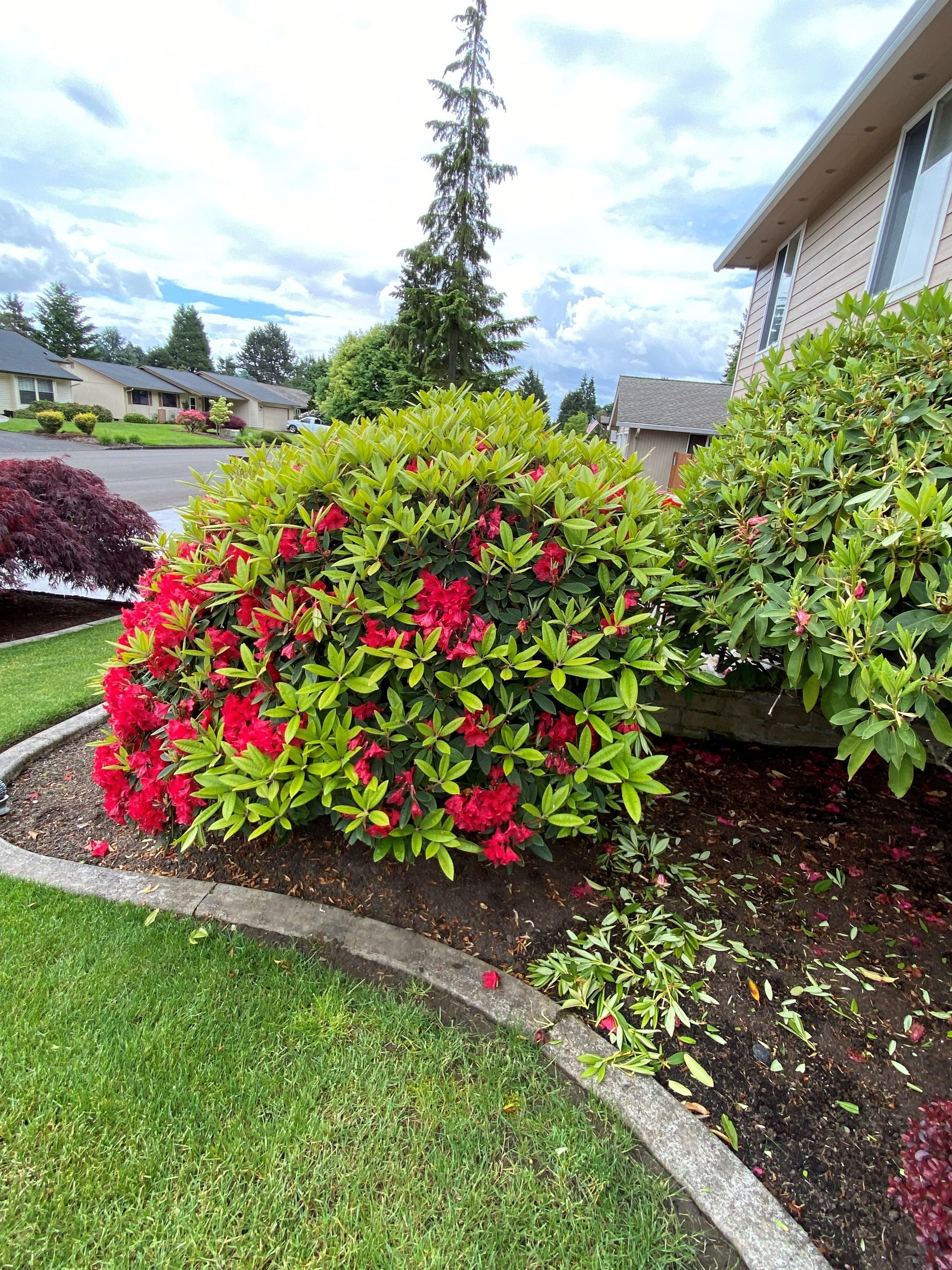 A bush with red flowers and green leaves in front of a house.