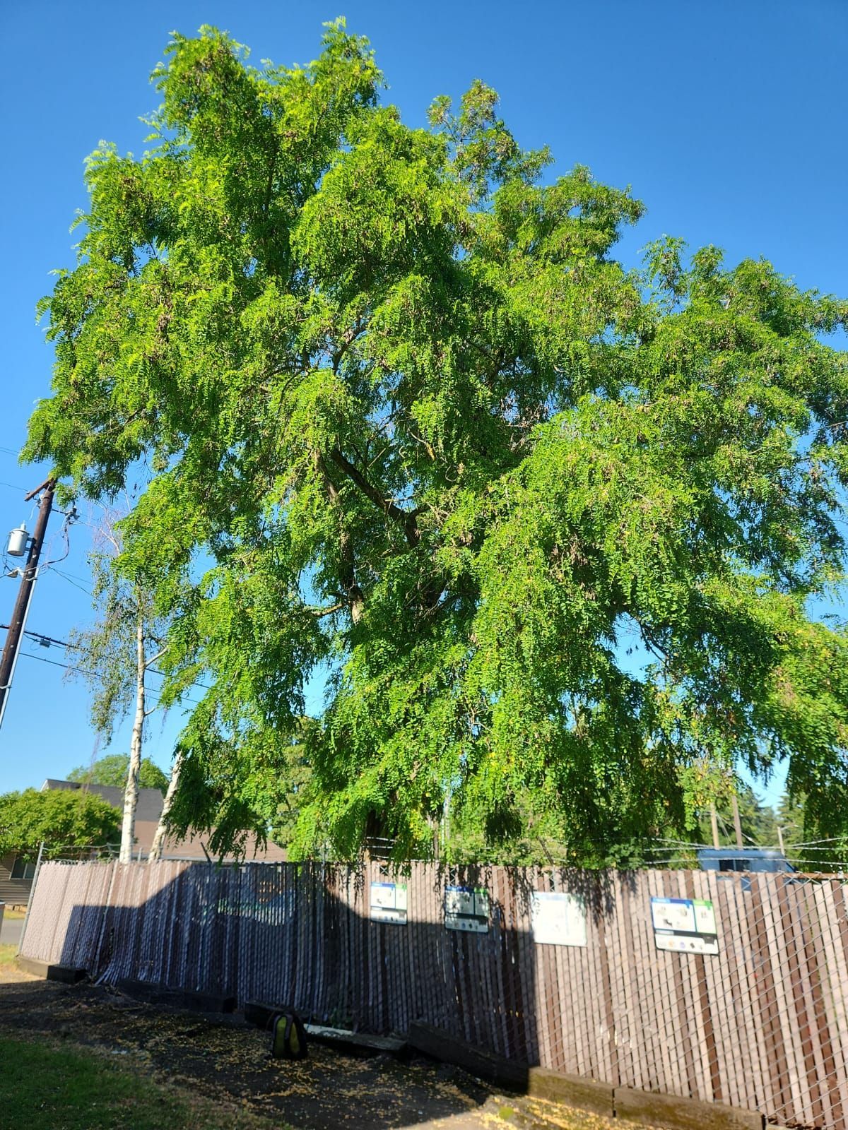 A tree with lots of leaves is behind a wooden fence