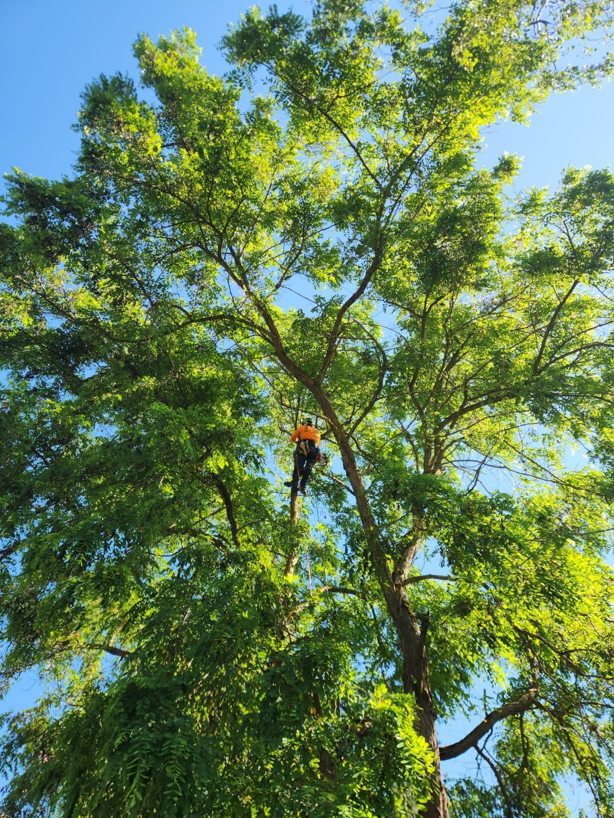 A man is climbing a tree with a harness on.