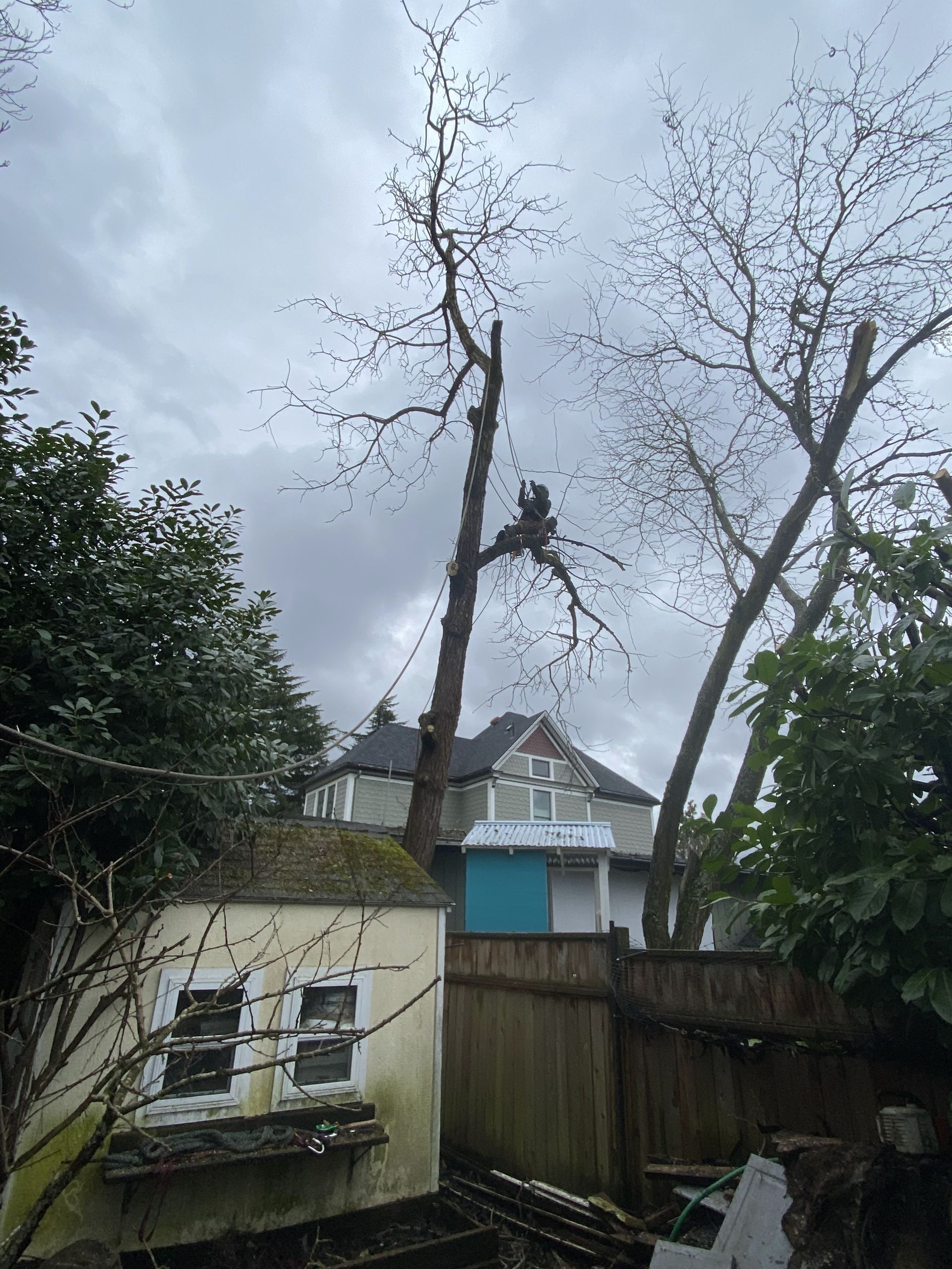 A tree is being cut down in front of a house.