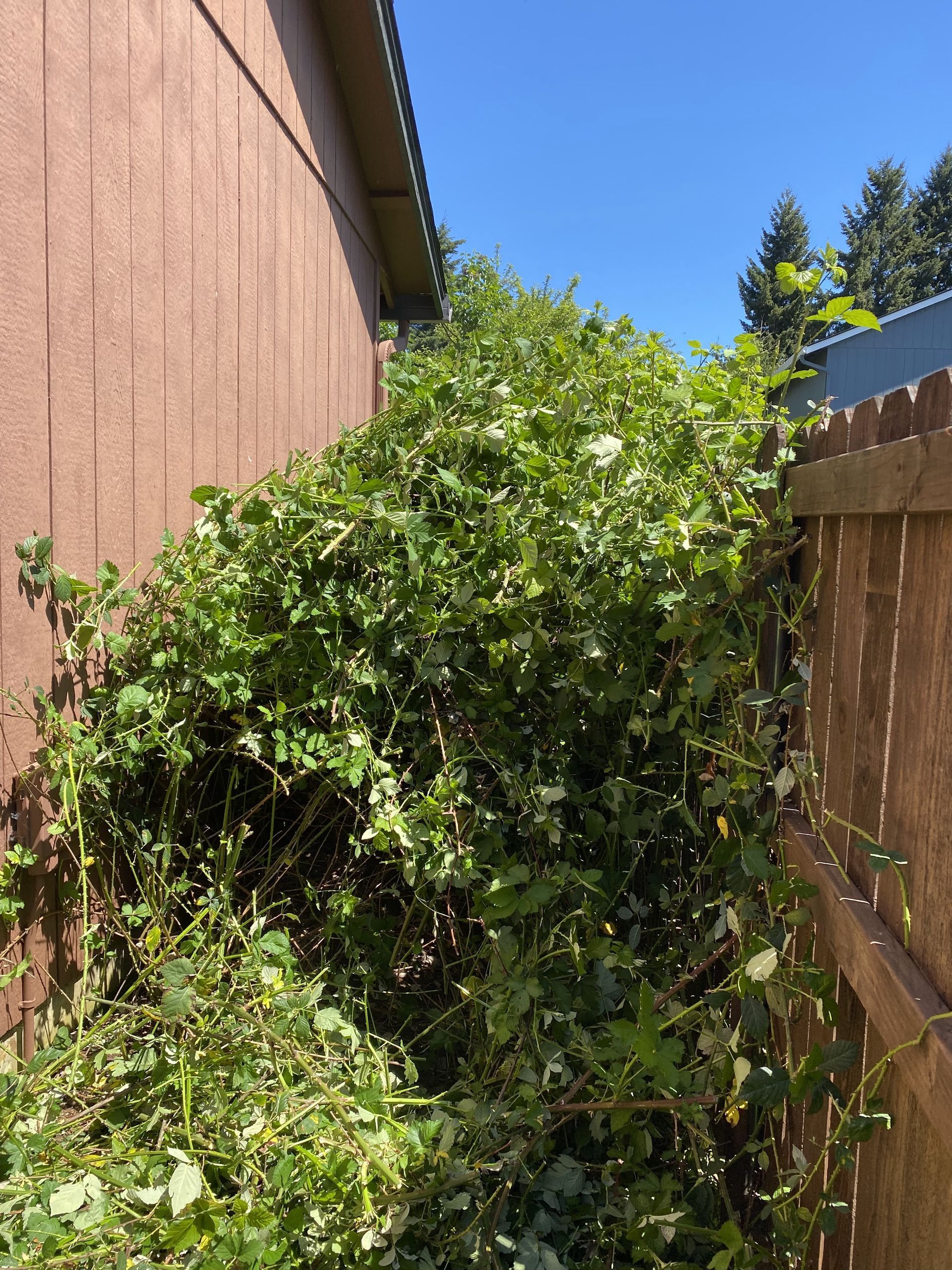 A bush is growing on the side of a house next to a wooden fence.