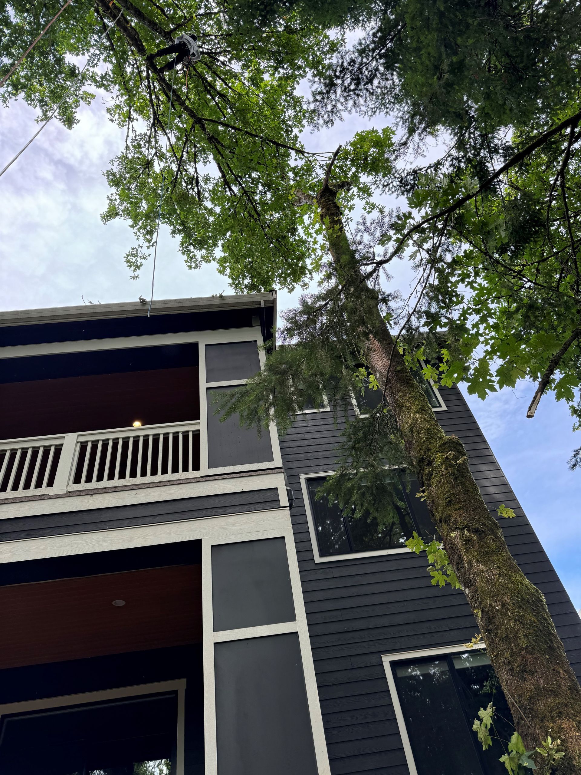 Looking up at a house with a tree in front of it.